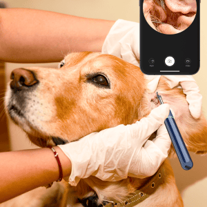 Digital otoscope used to get video images of a dog's ears. from EAR and BeBird